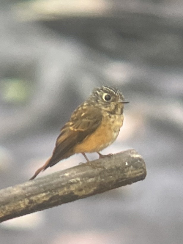 Ferruginous Flycatcher - ML646165898
