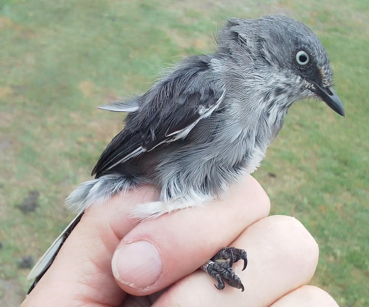 pěnice jihoafrická - ML646165902