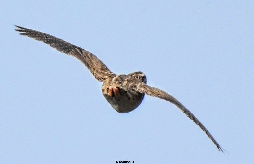 Common Quail - ML646165904