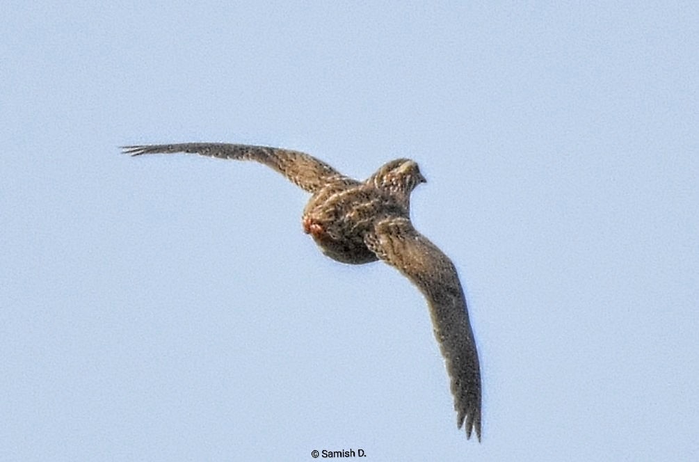 Common Quail - ML646165905