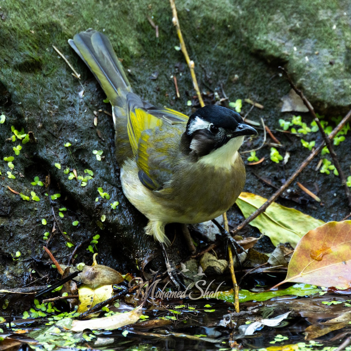 Light-vented Bulbul - ML646165909