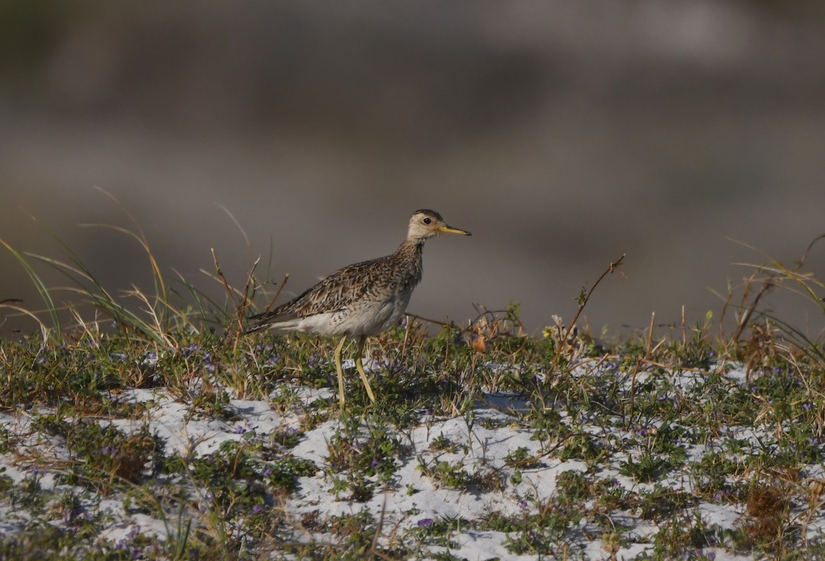 Upland Sandpiper - ML646165920