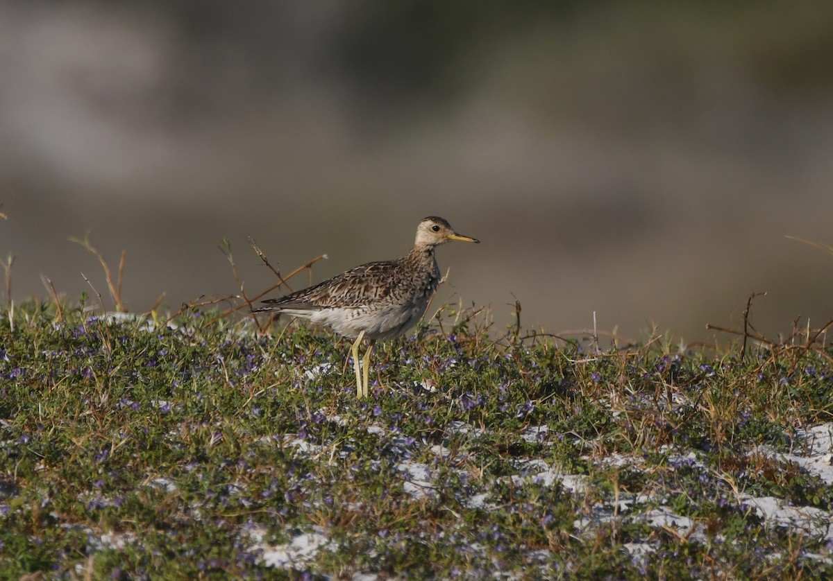 Upland Sandpiper - ML646165926