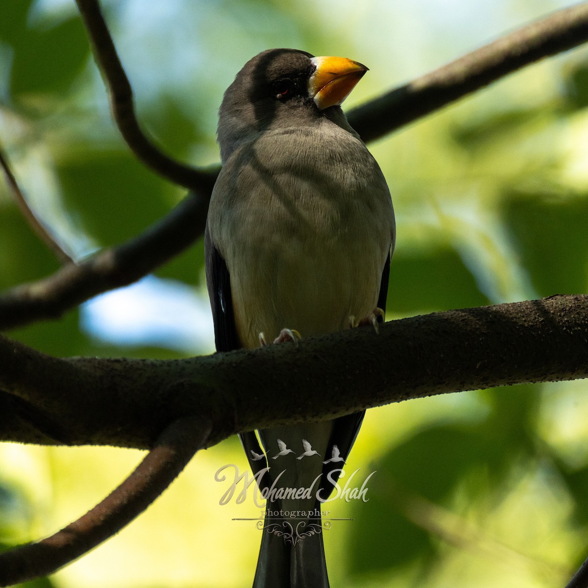 Yellow-billed Grosbeak - ML646165927