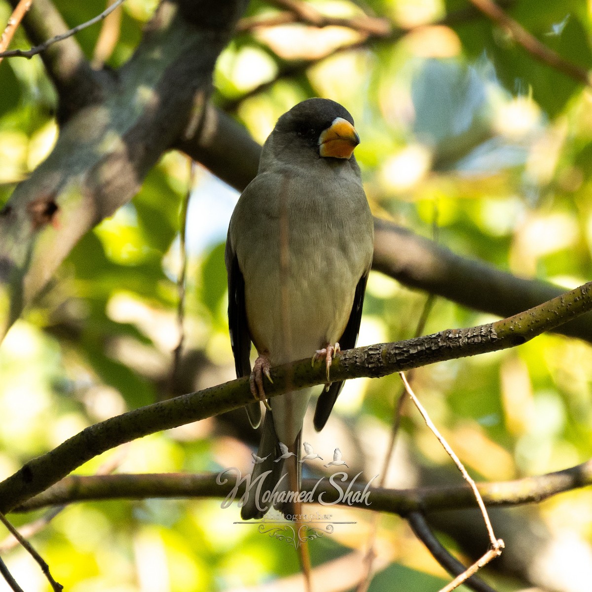 Weißhand-Kernbeißer - ML646165928