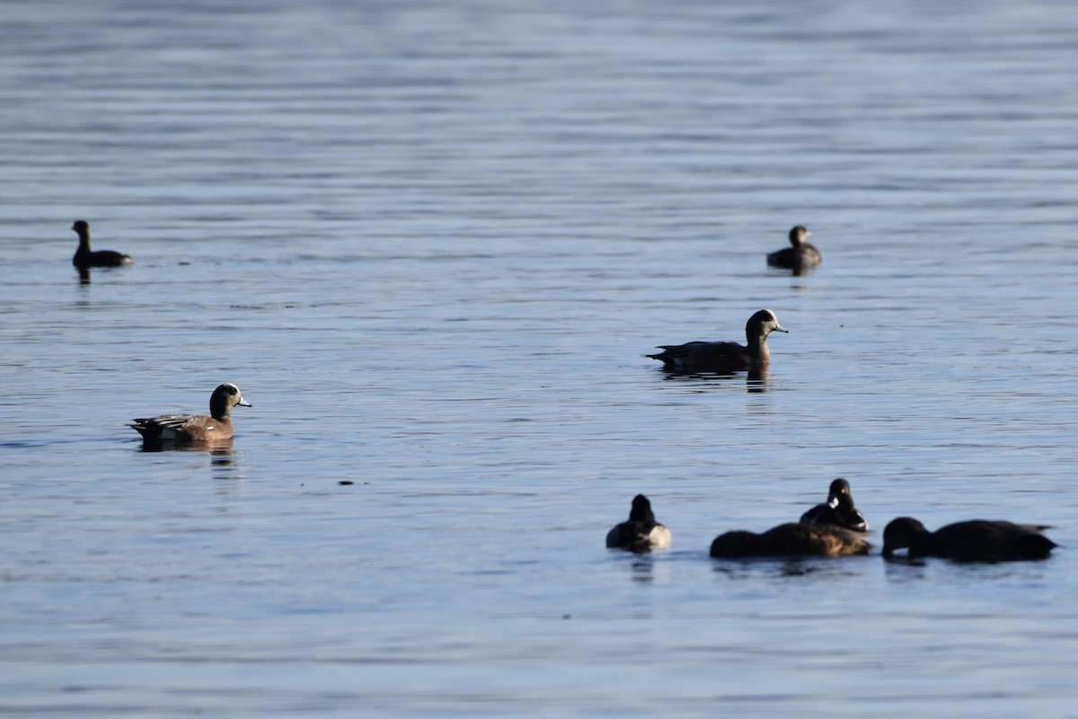 Kanadapfeifente - ML646165931