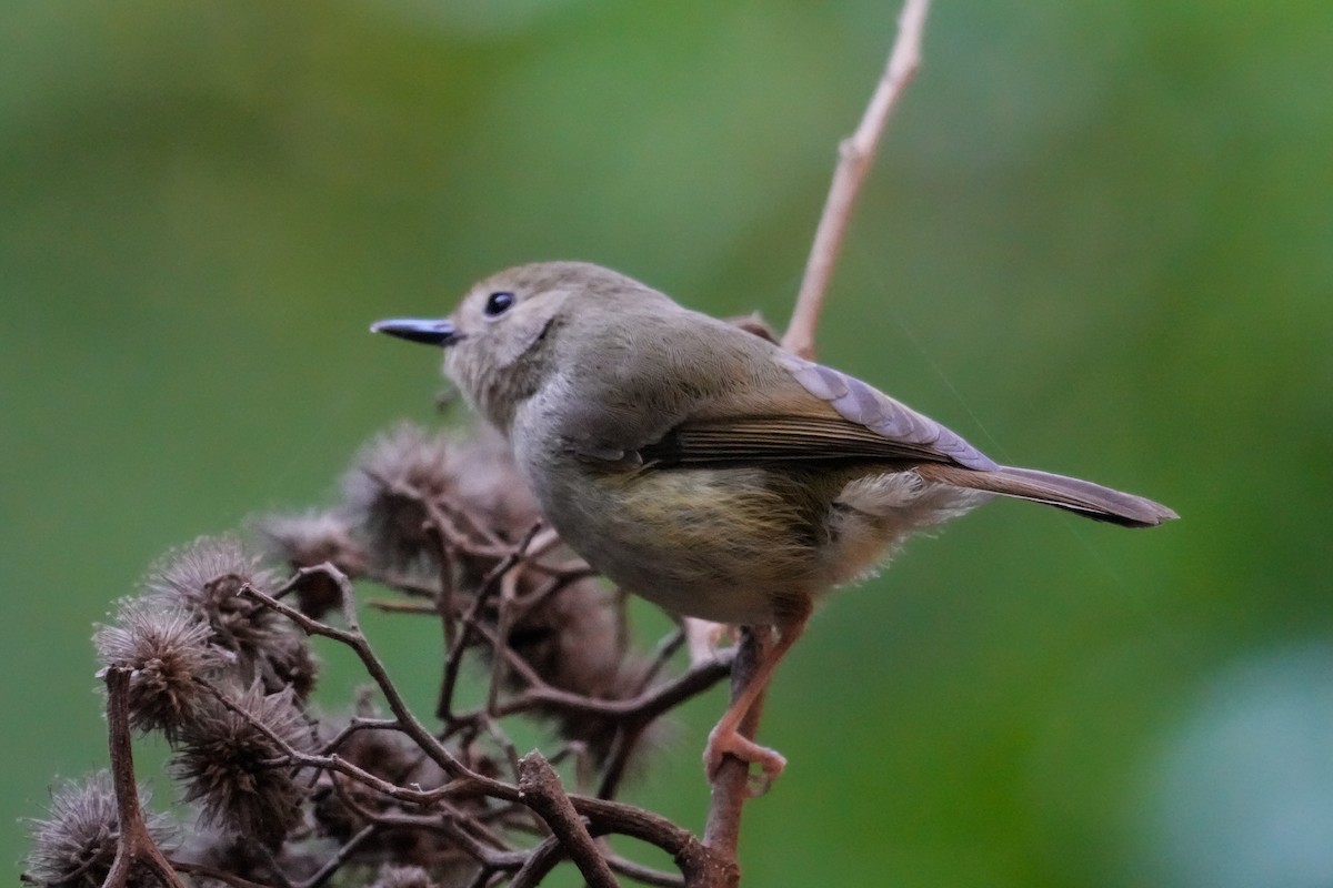 Fahlstirnsericornis - ML646165932