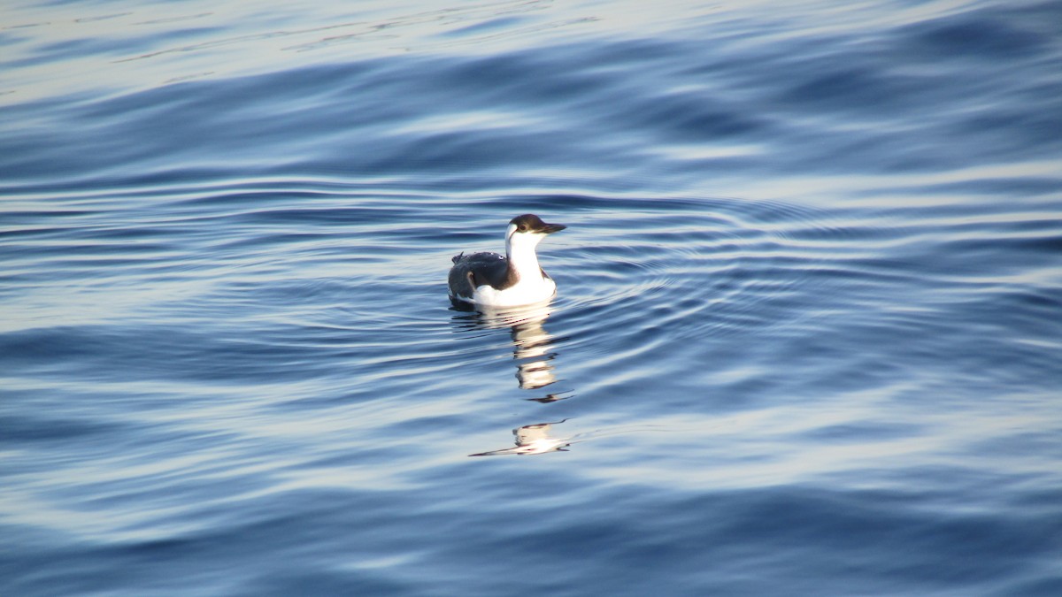 Trottellumme - ML646165933