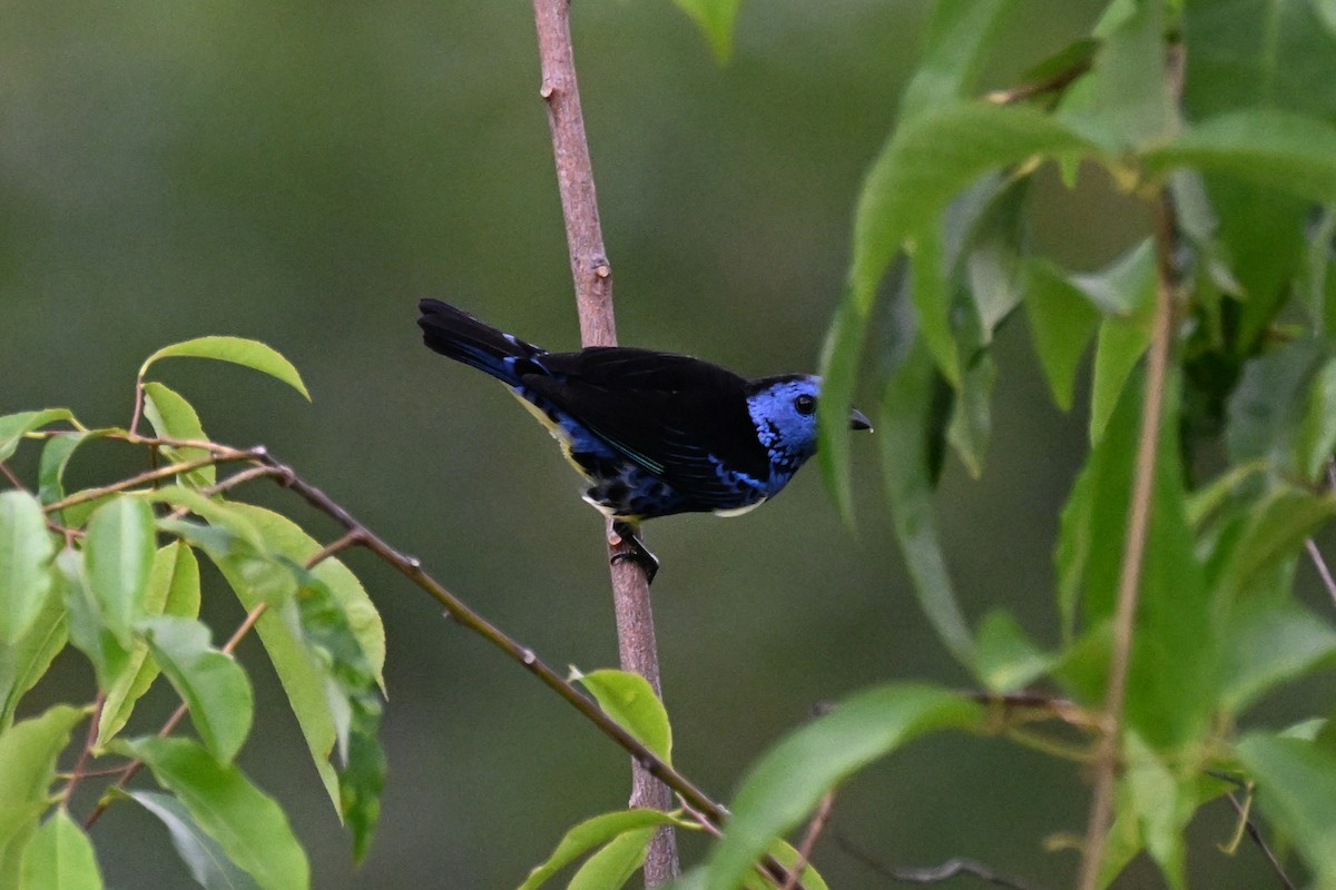 Türkistangare - ML646165935