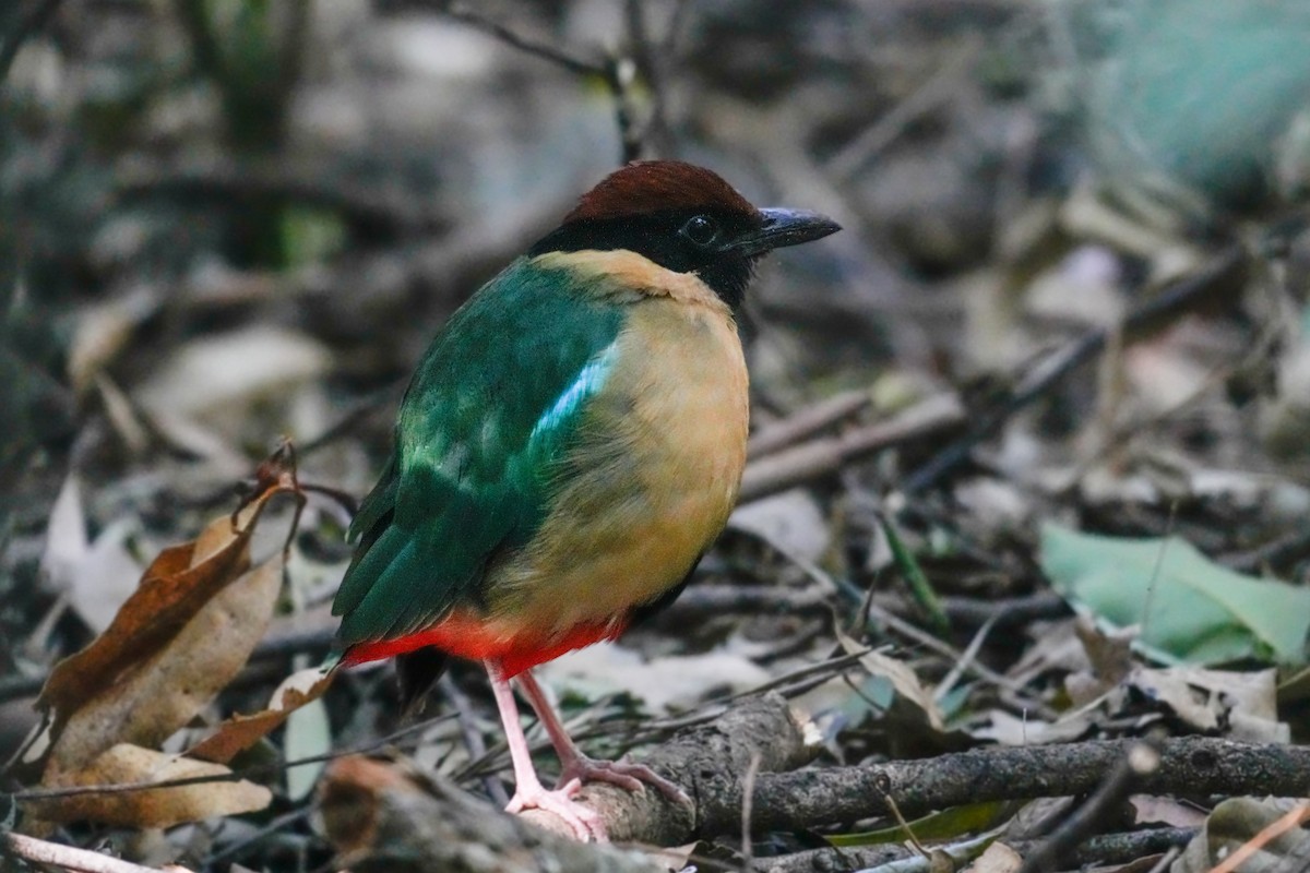 Lärmpitta - ML646165937