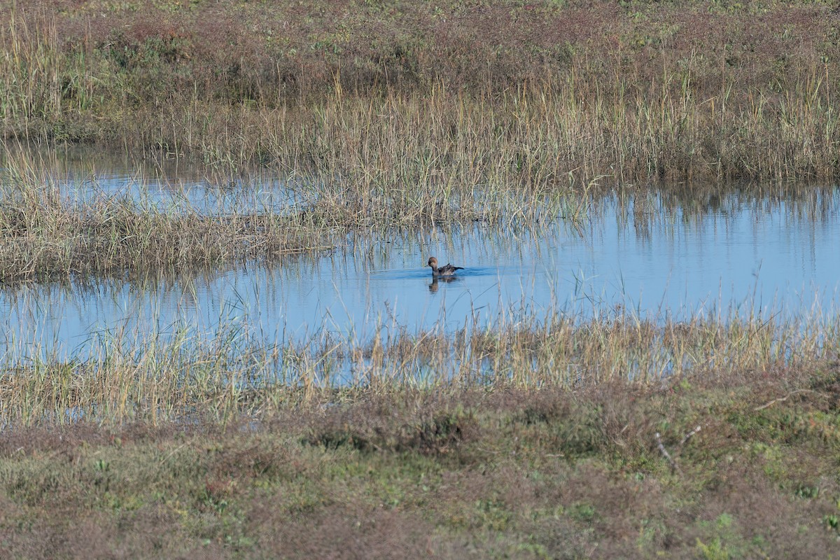 Kappensäger - ML646165939