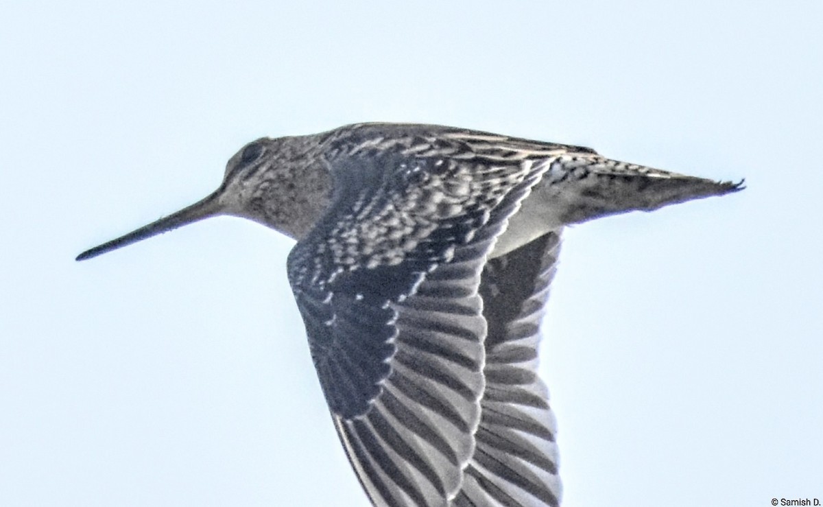 ハリオシギ - ML646165940