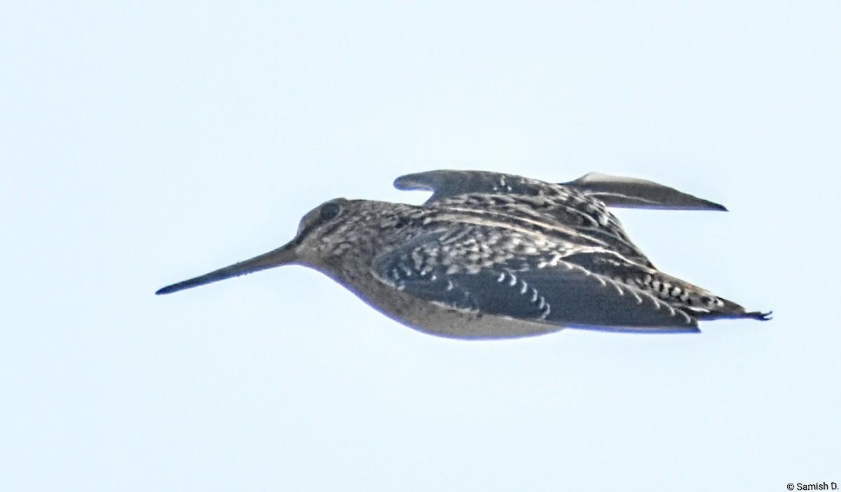 ハリオシギ - ML646165941