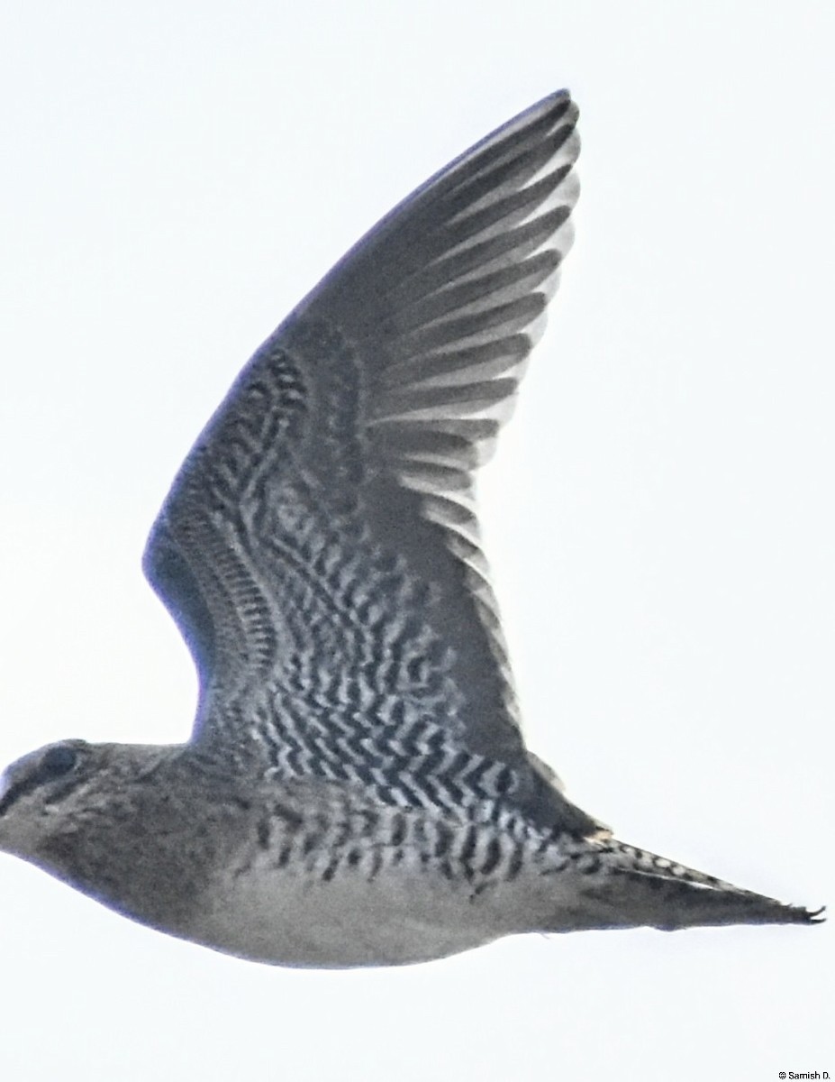 ハリオシギ - ML646165942