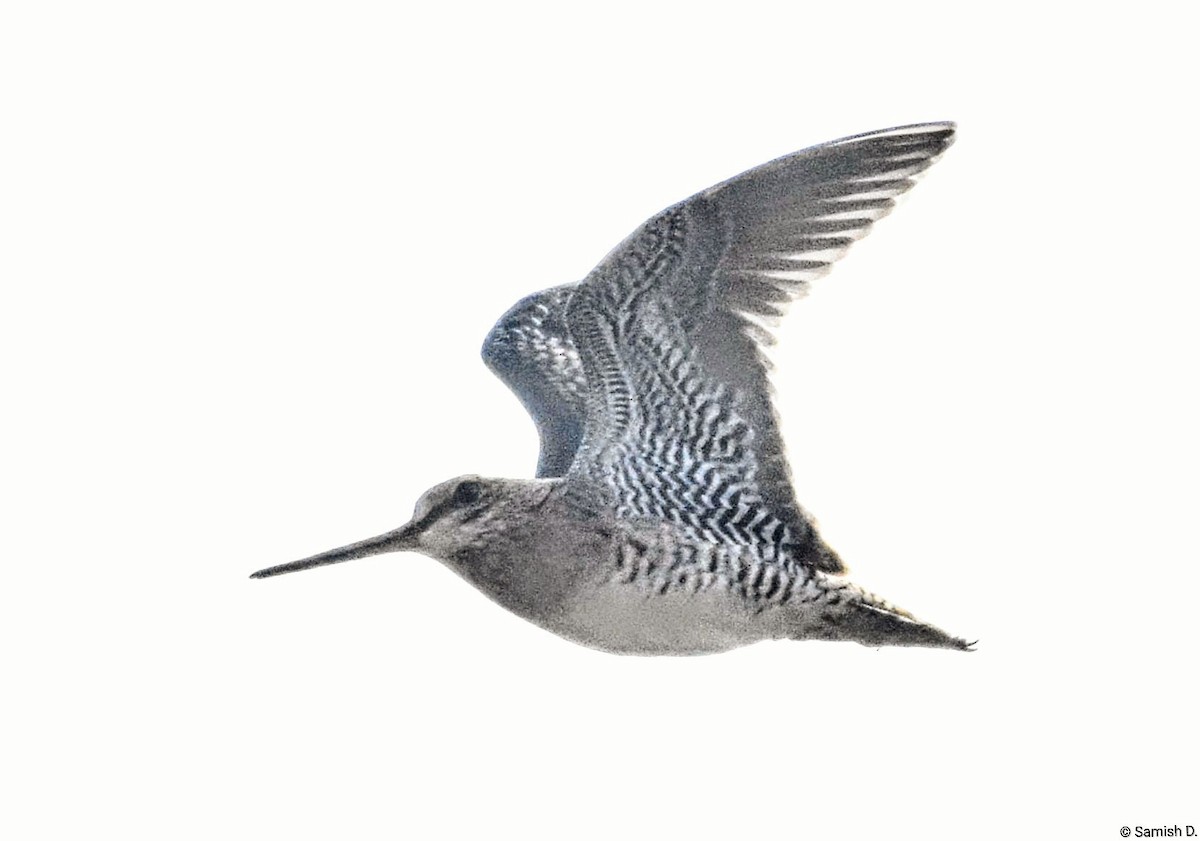 ハリオシギ - ML646165945