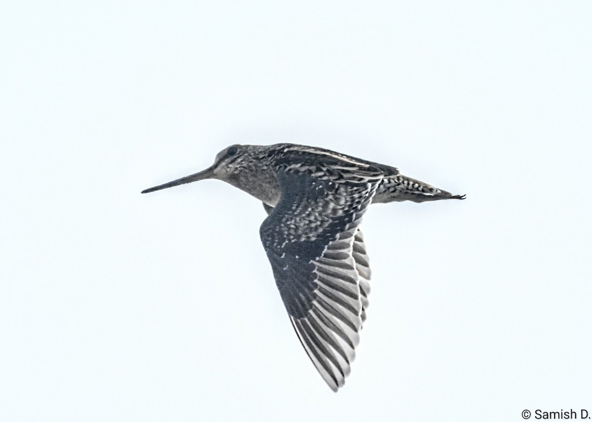 ハリオシギ - ML646165946