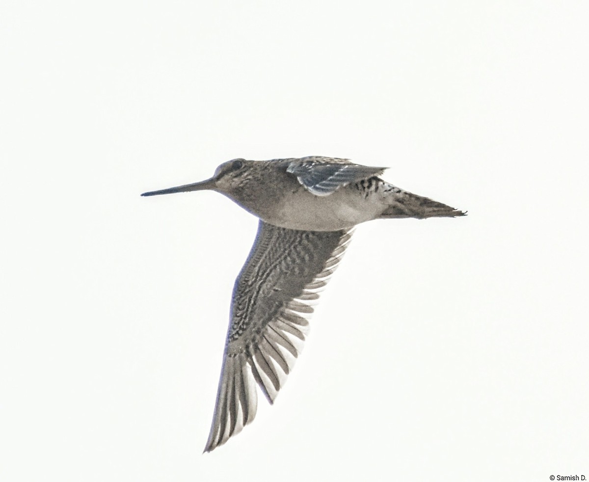 ハリオシギ - ML646165947