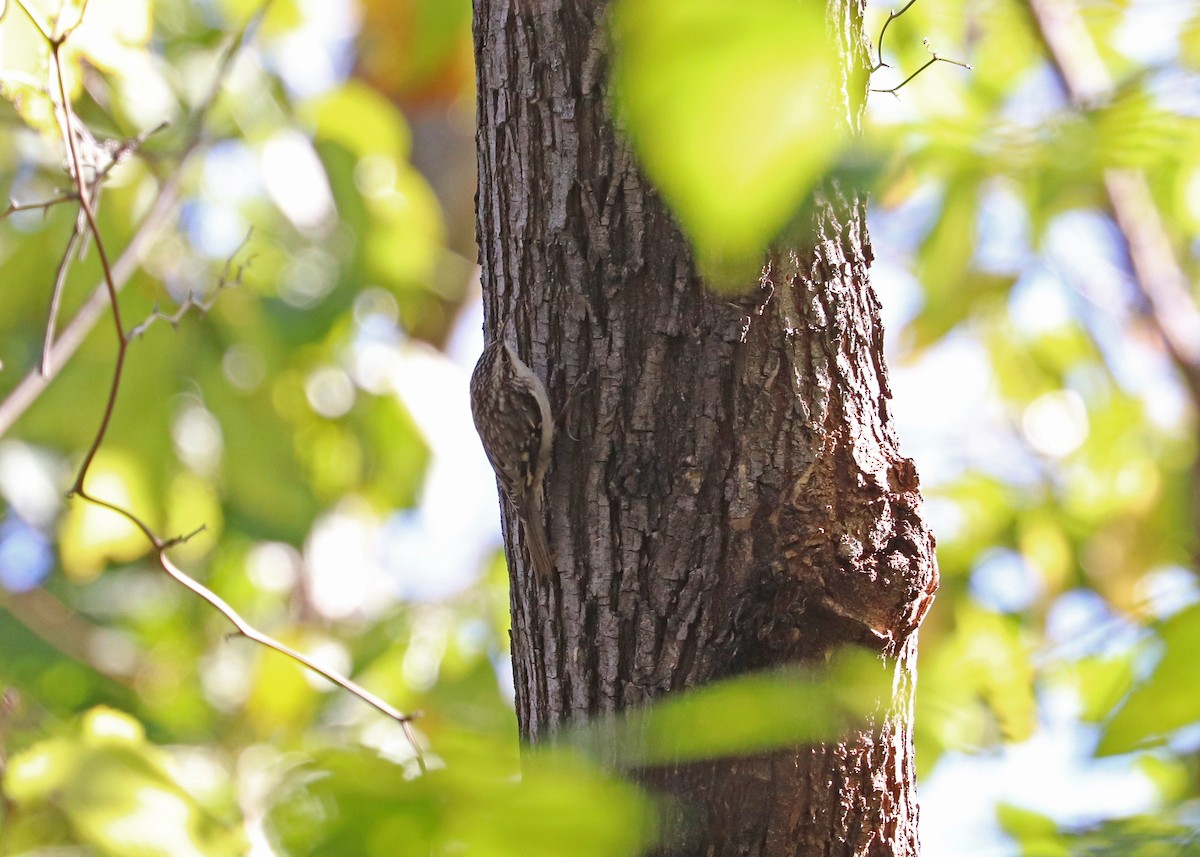 Amerikabaumläufer - ML646165948