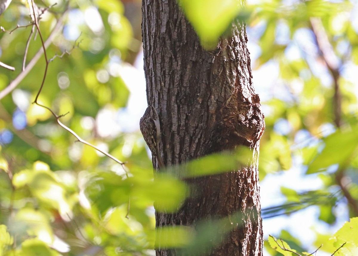 Amerikabaumläufer - ML646165949