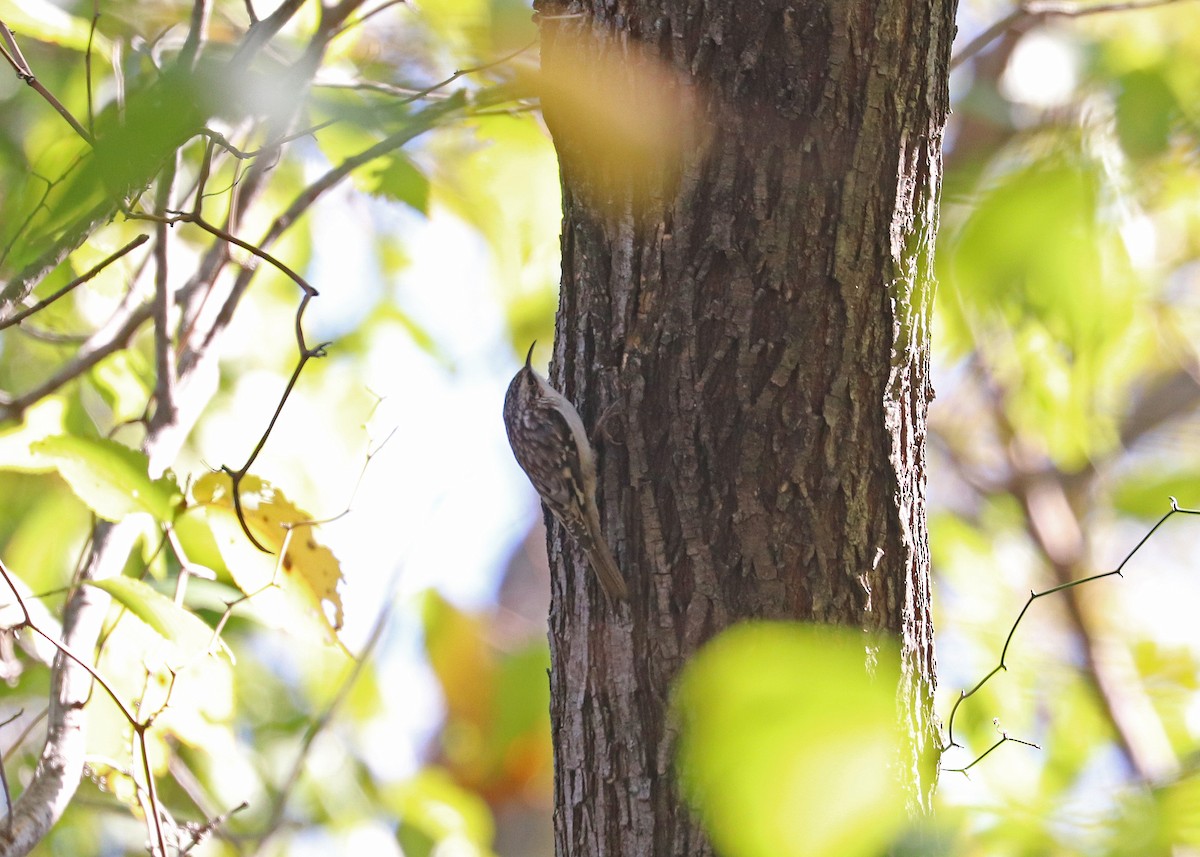 Amerikabaumläufer - ML646165950