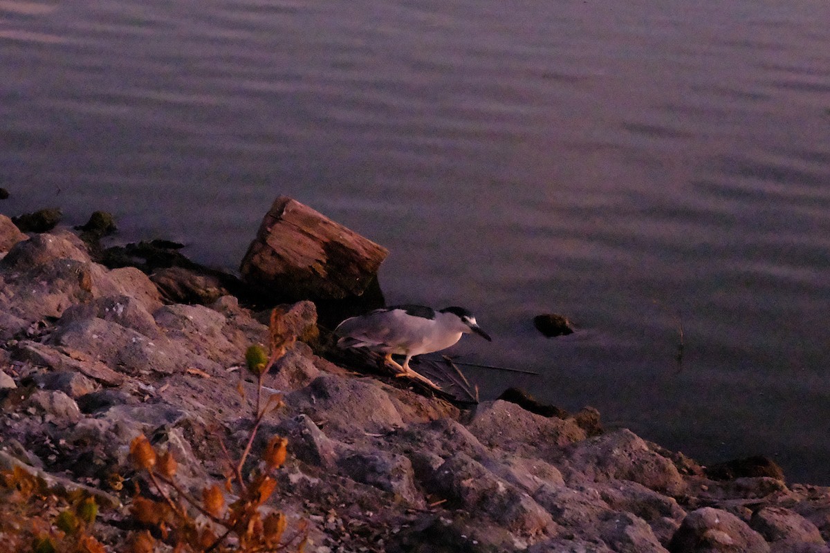 Nachtreiher - ML646165951