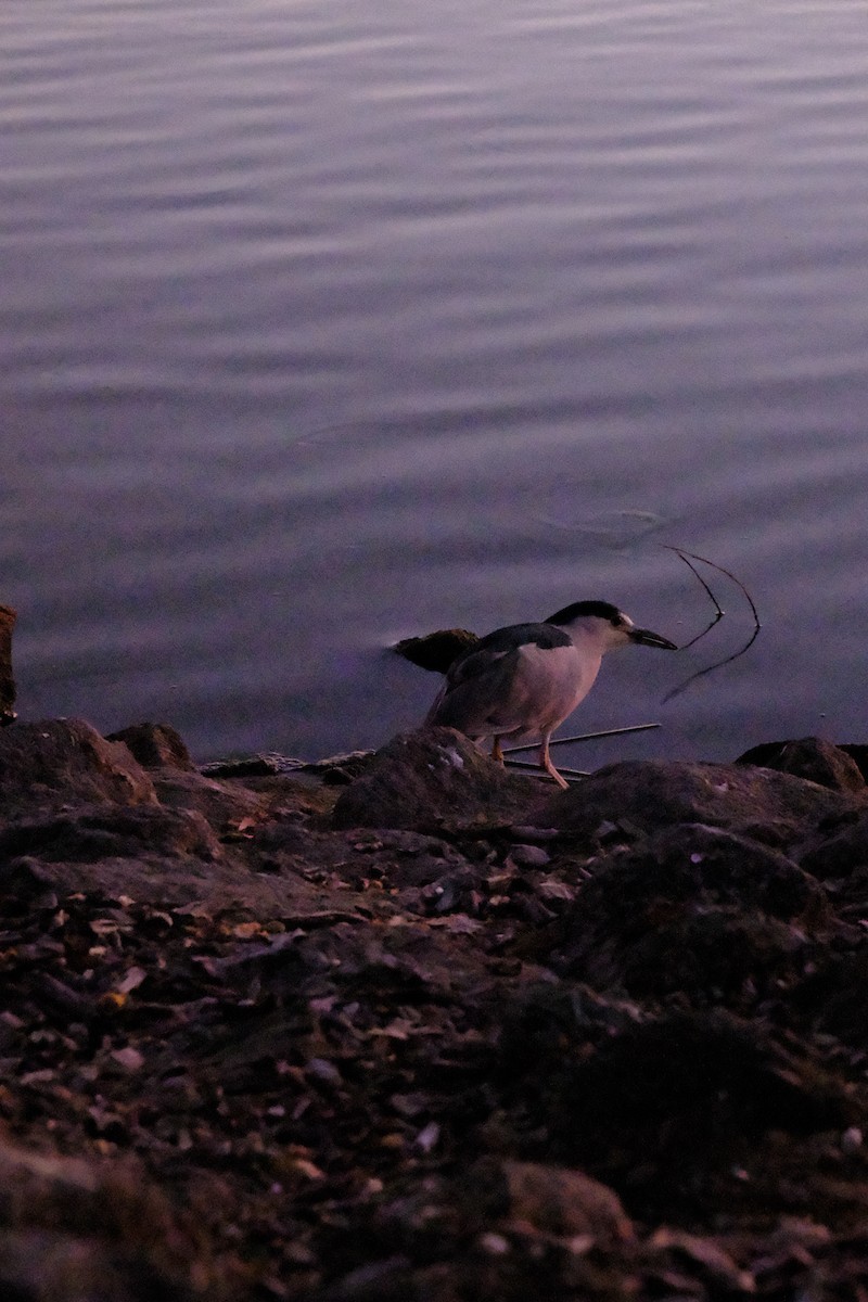 Nachtreiher - ML646165952