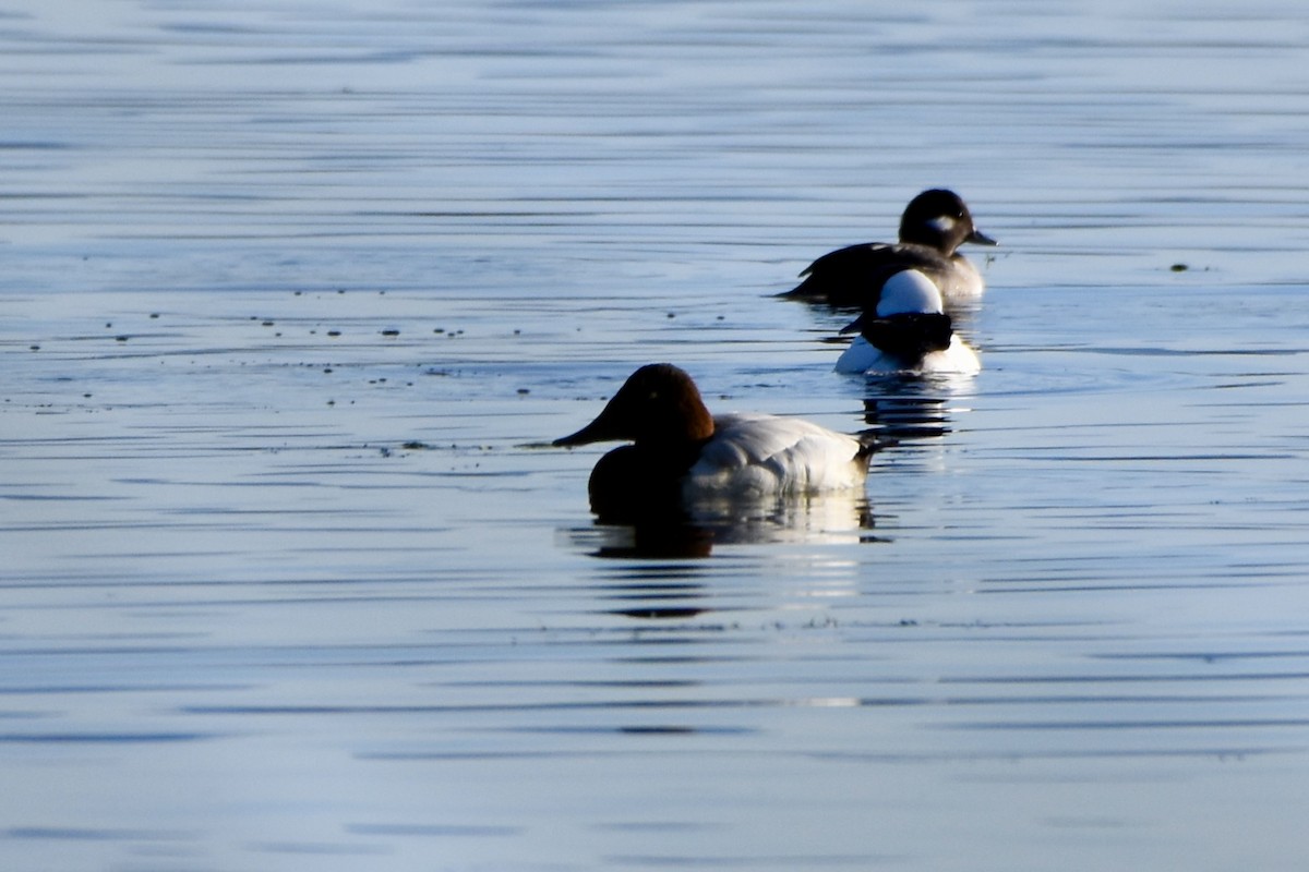 Riesentafelente - ML646165956