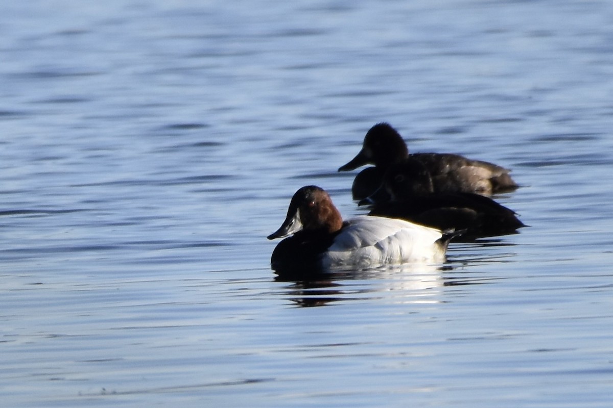 Riesentafelente - ML646165957