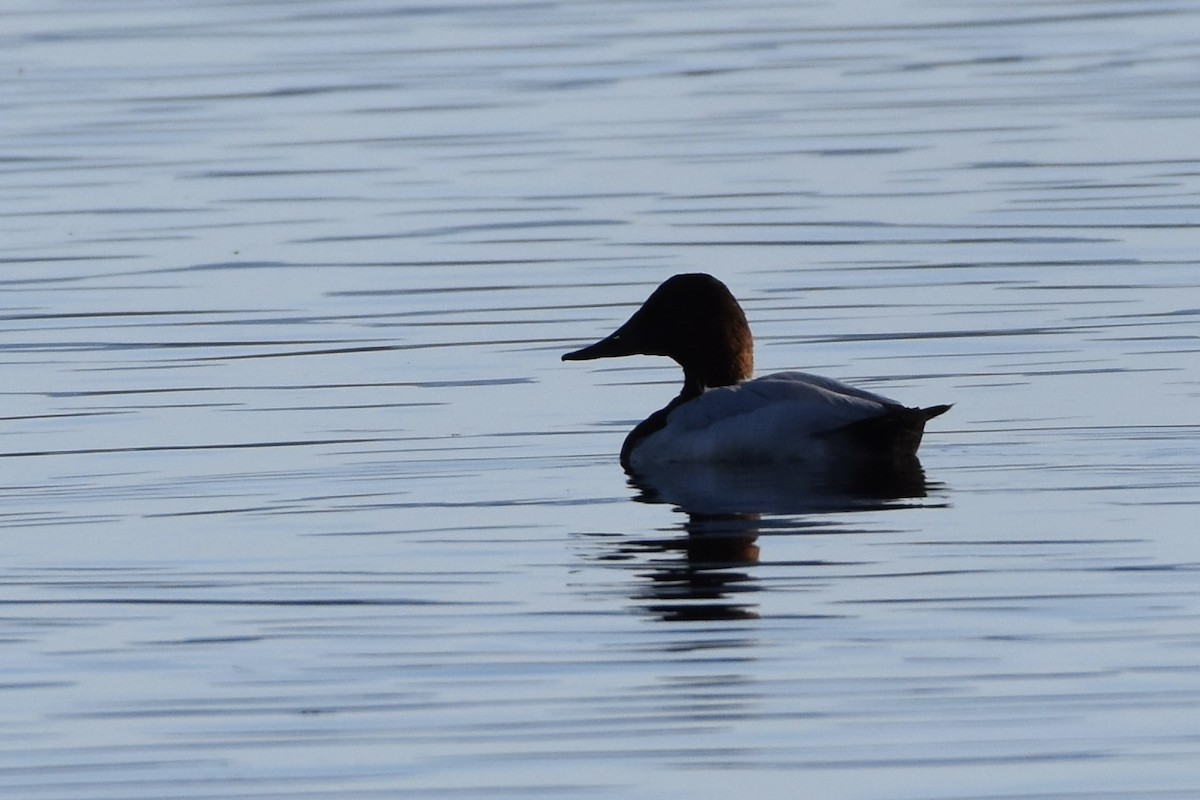 Riesentafelente - ML646165958