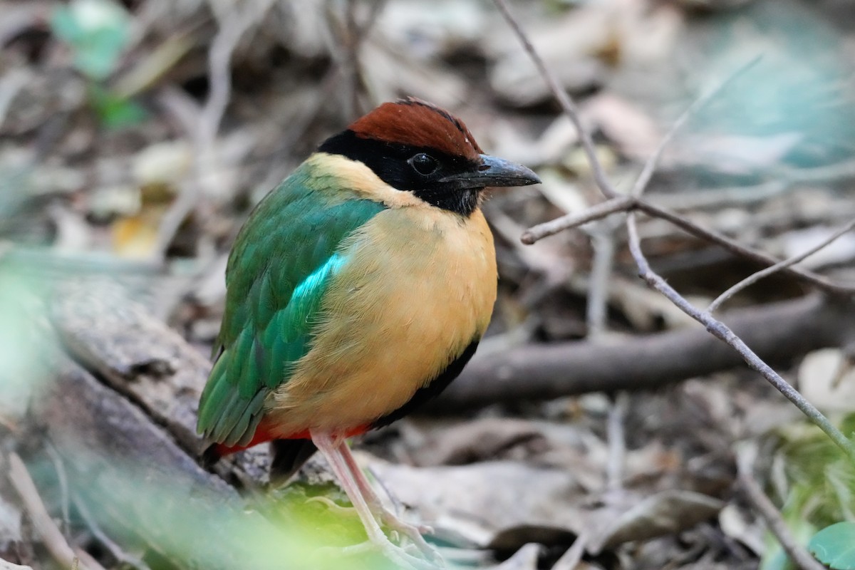 Lärmpitta - ML646165959