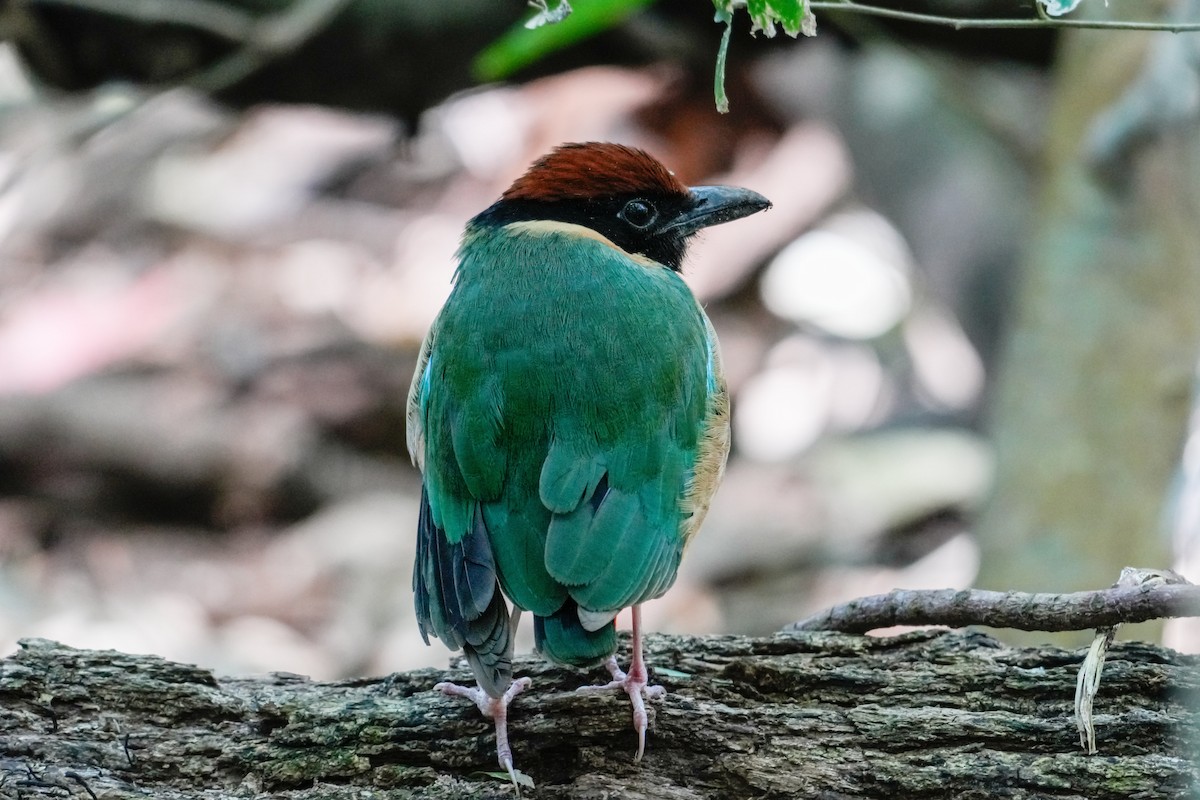 Lärmpitta - ML646165960