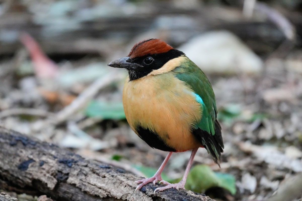 Lärmpitta - ML646165961