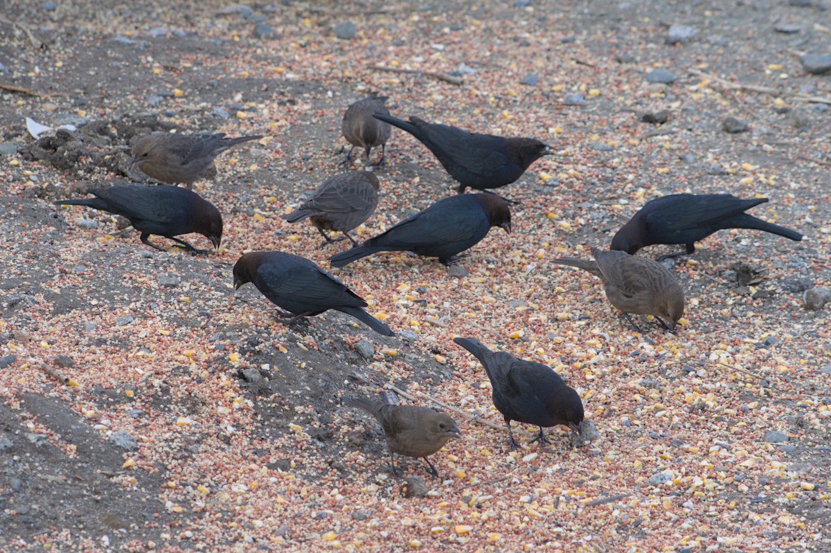 Braunkopf-Kuhstärling - ML646165964