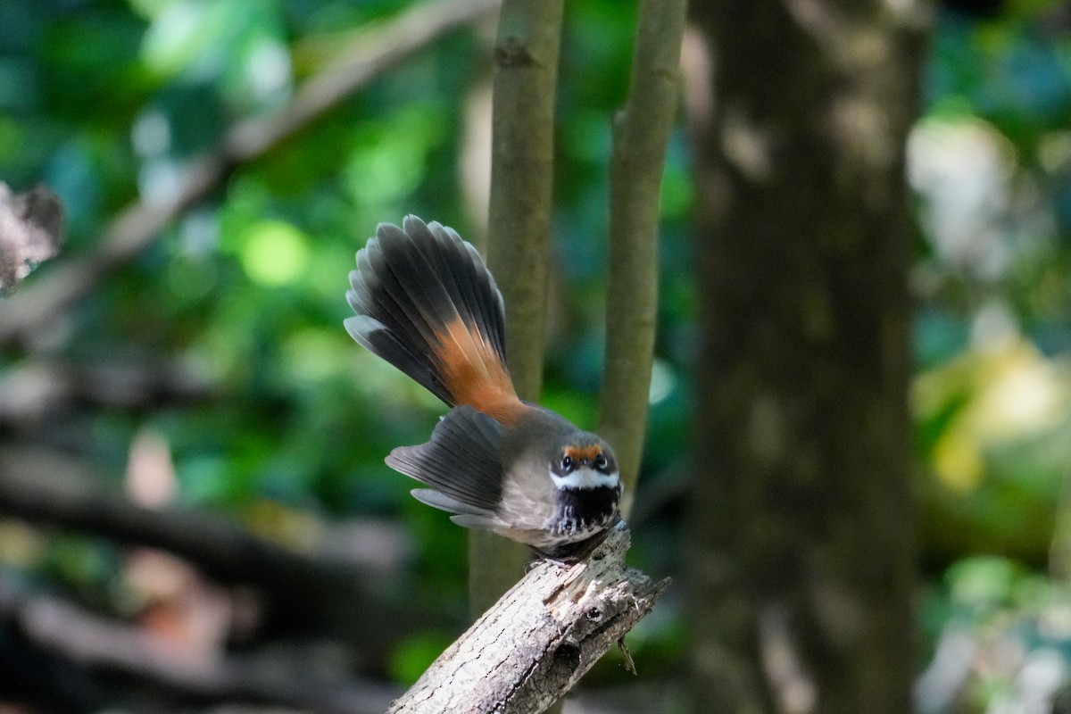 Abanico Rojizo - ML646165966