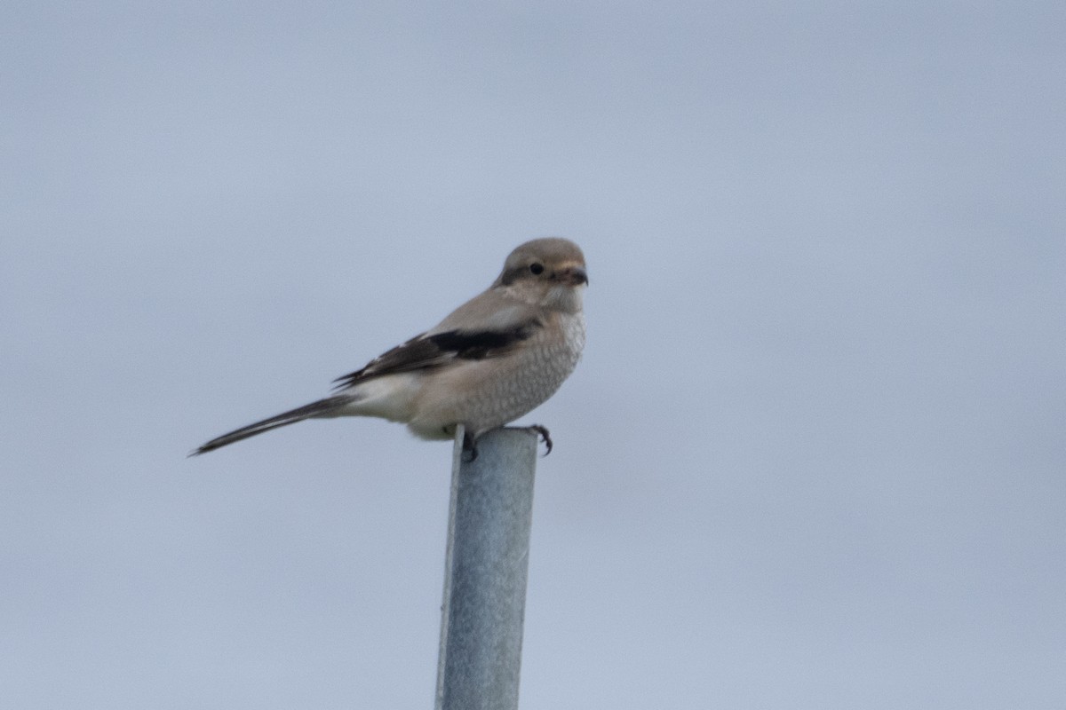 Northern Shrike - ML646165967