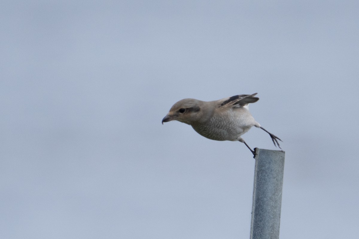 Northern Shrike - ML646165968