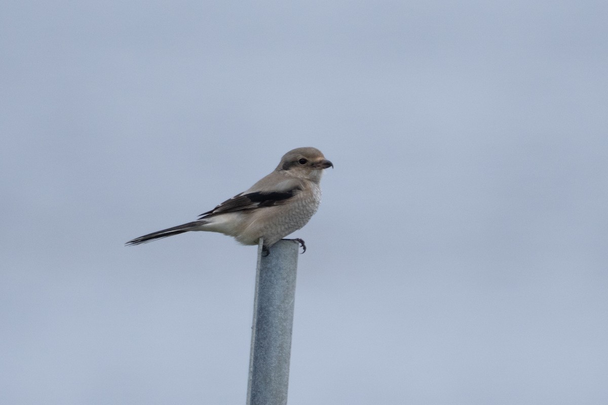 Northern Shrike - ML646165969