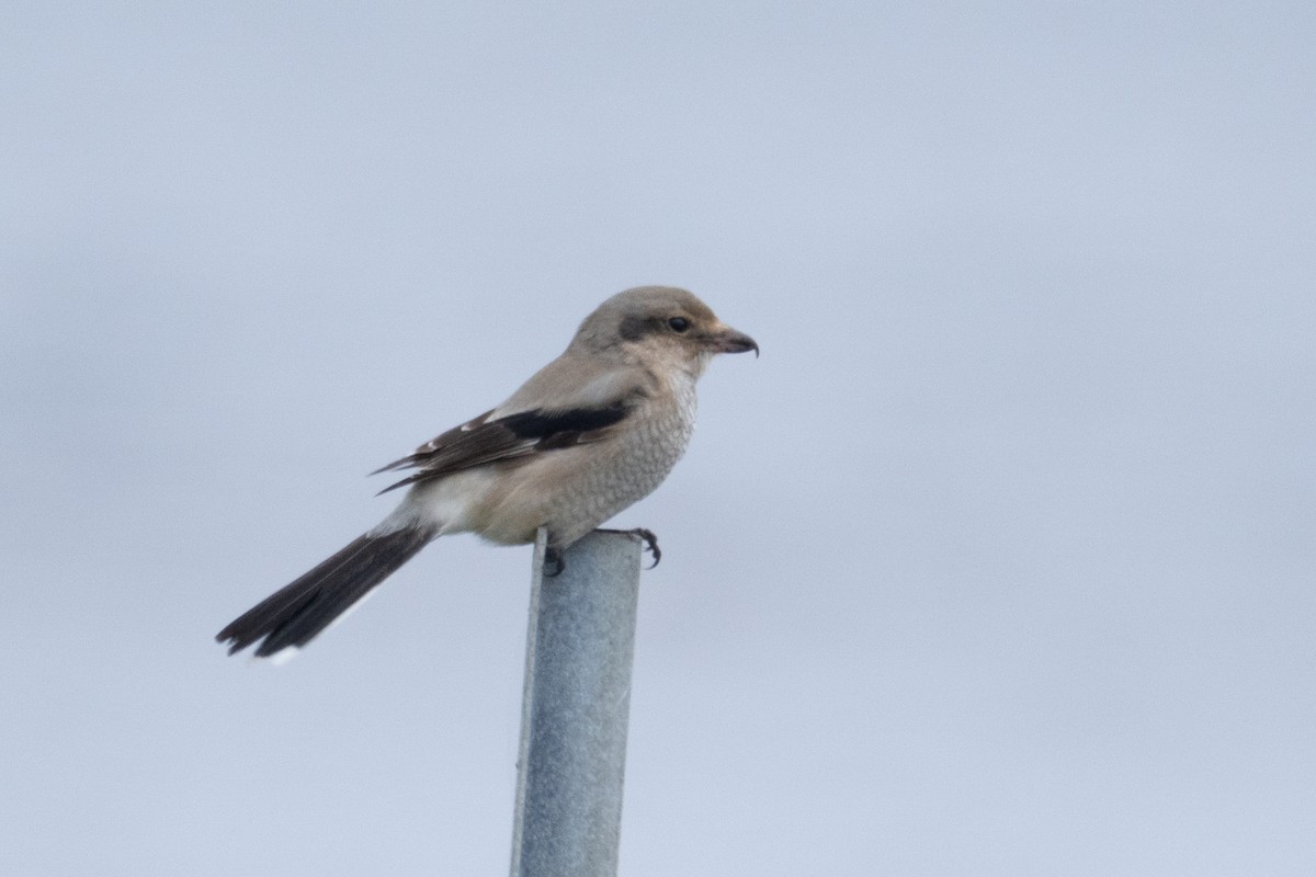 Northern Shrike - ML646165970