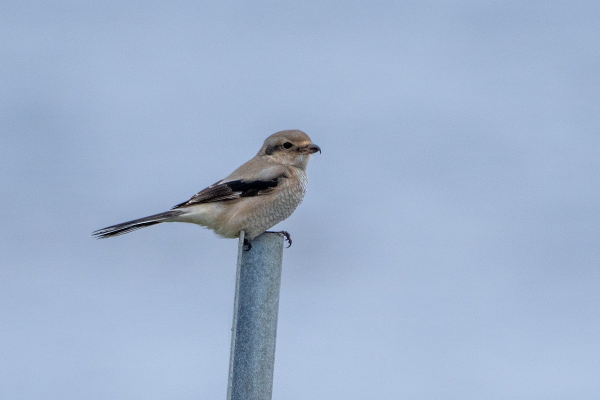 Northern Shrike - ML646165971