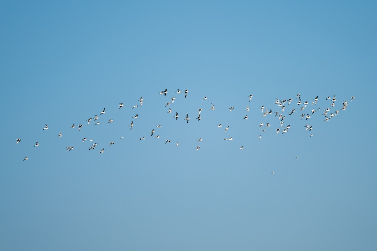 Kiebitzregenpfeifer - ML646165972