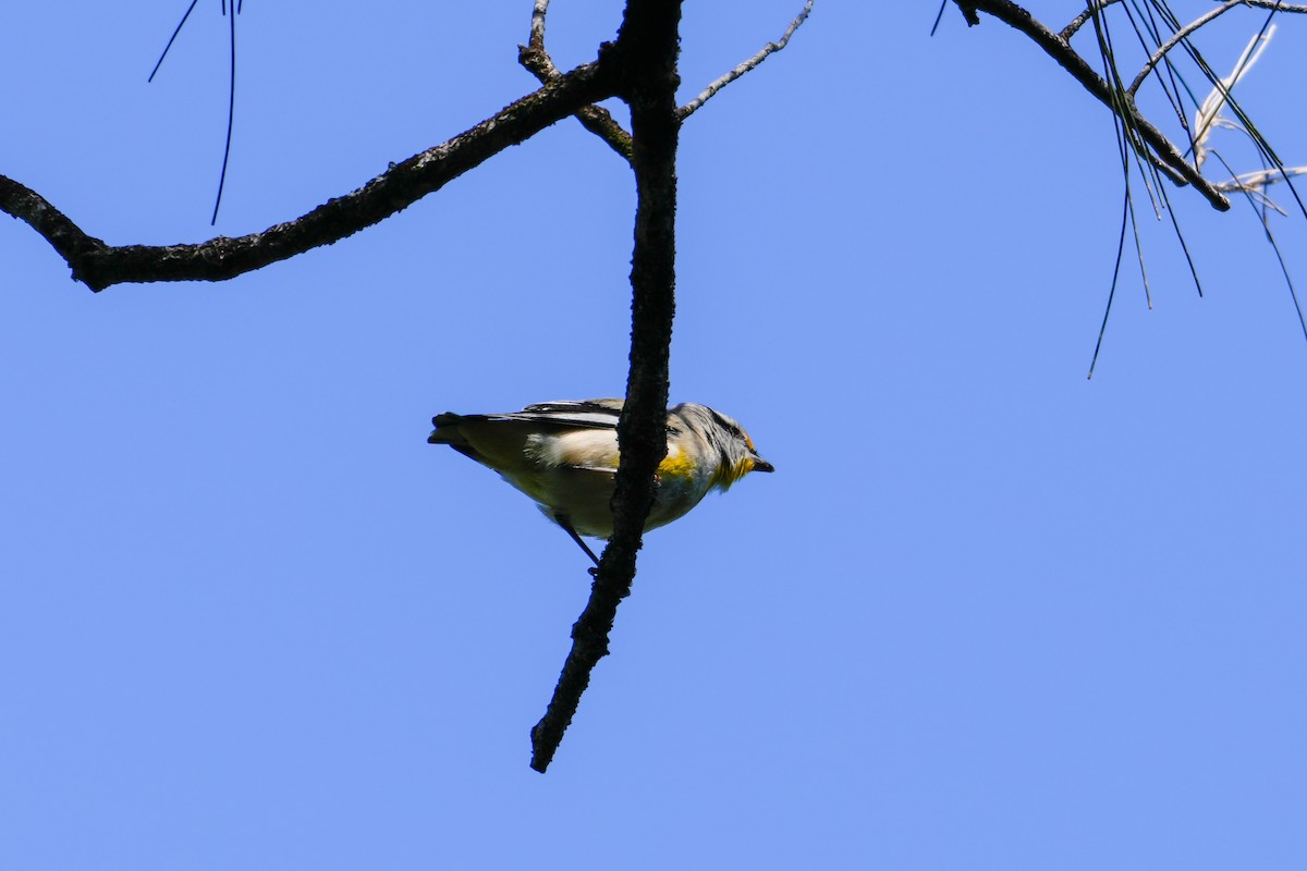 Pardalote Estriado - ML646165977