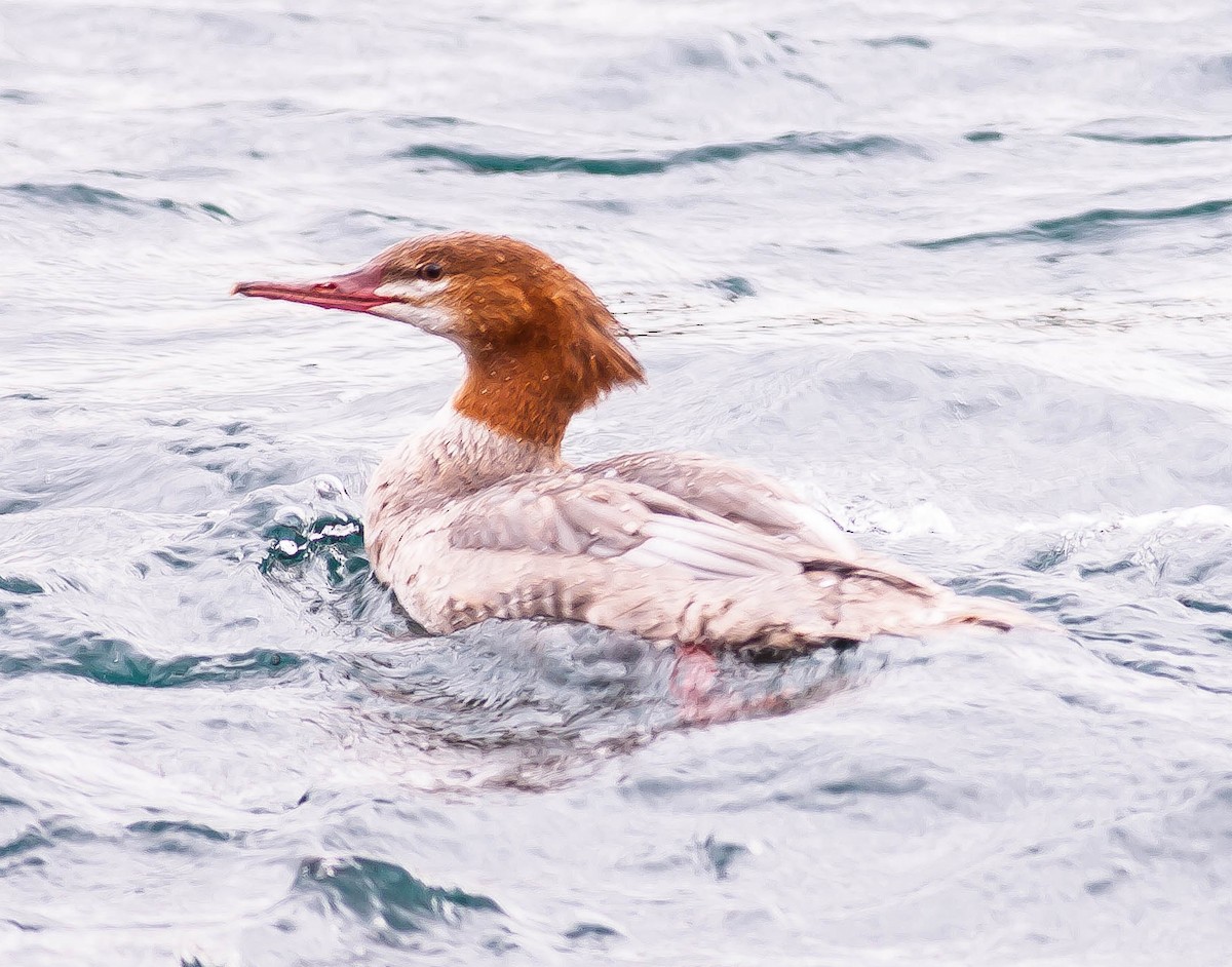 Gänsesäger - ML646165980