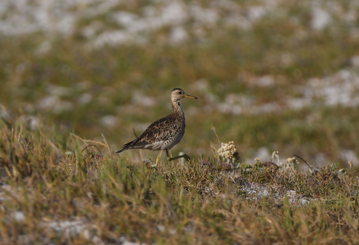 Upland Sandpiper - ML646165982