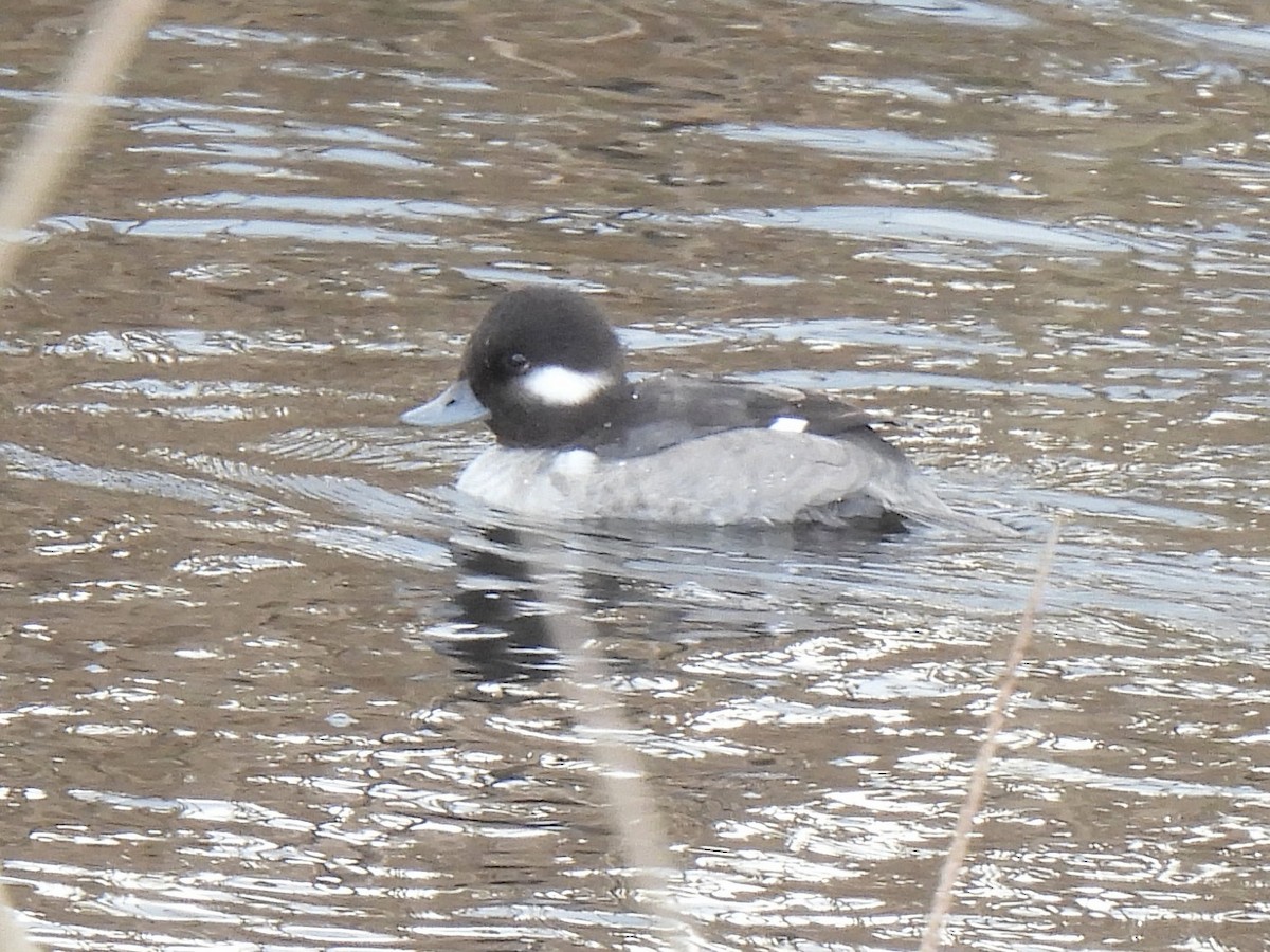 Büffelkopfente - ML646165983