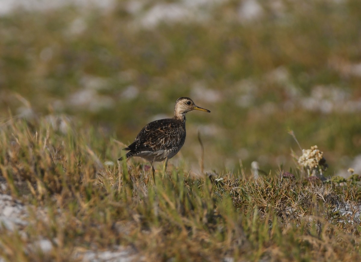 Upland Sandpiper - ML646165987