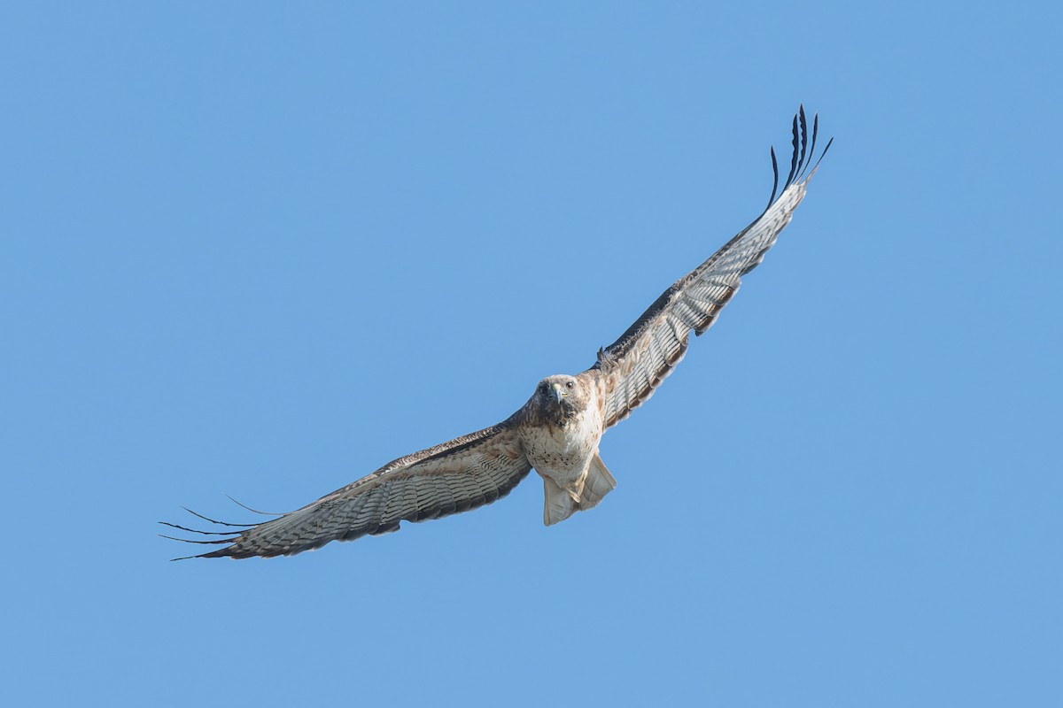 Rotschwanzbussard - ML646165991