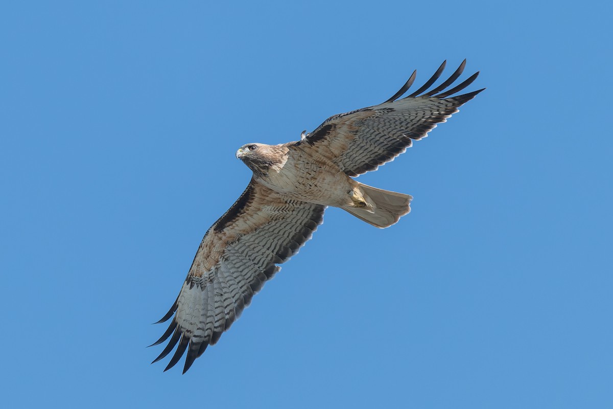 Rotschwanzbussard - ML646165992