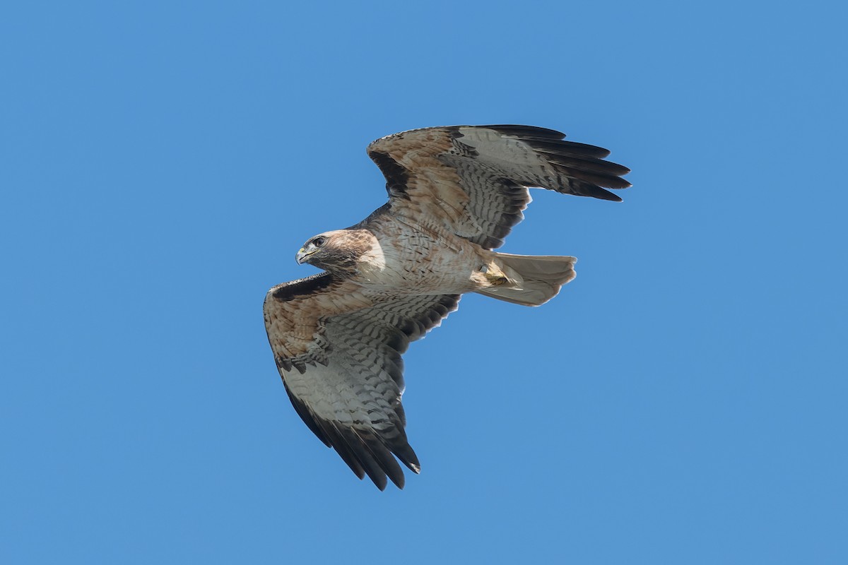 Rotschwanzbussard - ML646165993