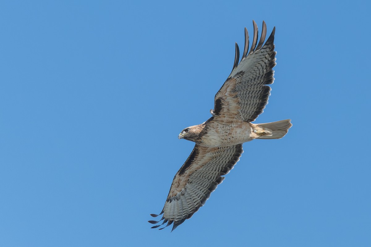 Rotschwanzbussard - ML646165994