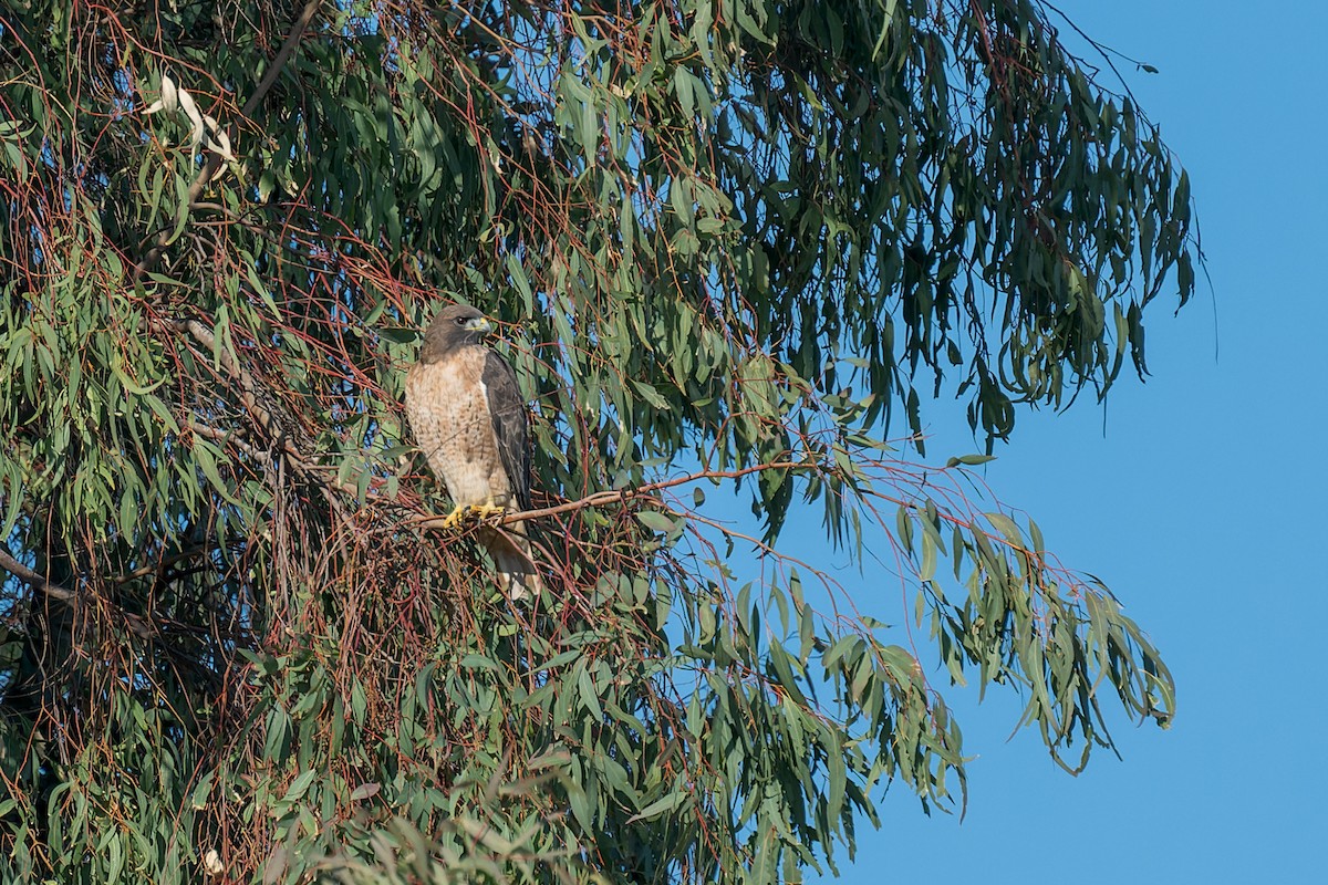 Rotschwanzbussard - ML646165995